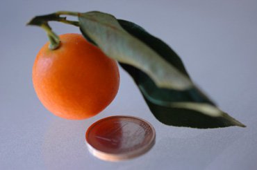Kumquat Corse