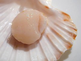 An open scallop shell – License Images – 11393120 ❘ StockFood