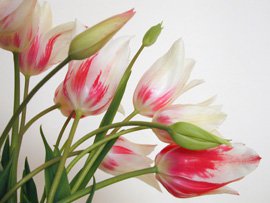 Tulipes