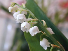 1er Mai Fete Du Muguet Chocolate Zucchini