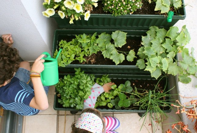 Herb garden