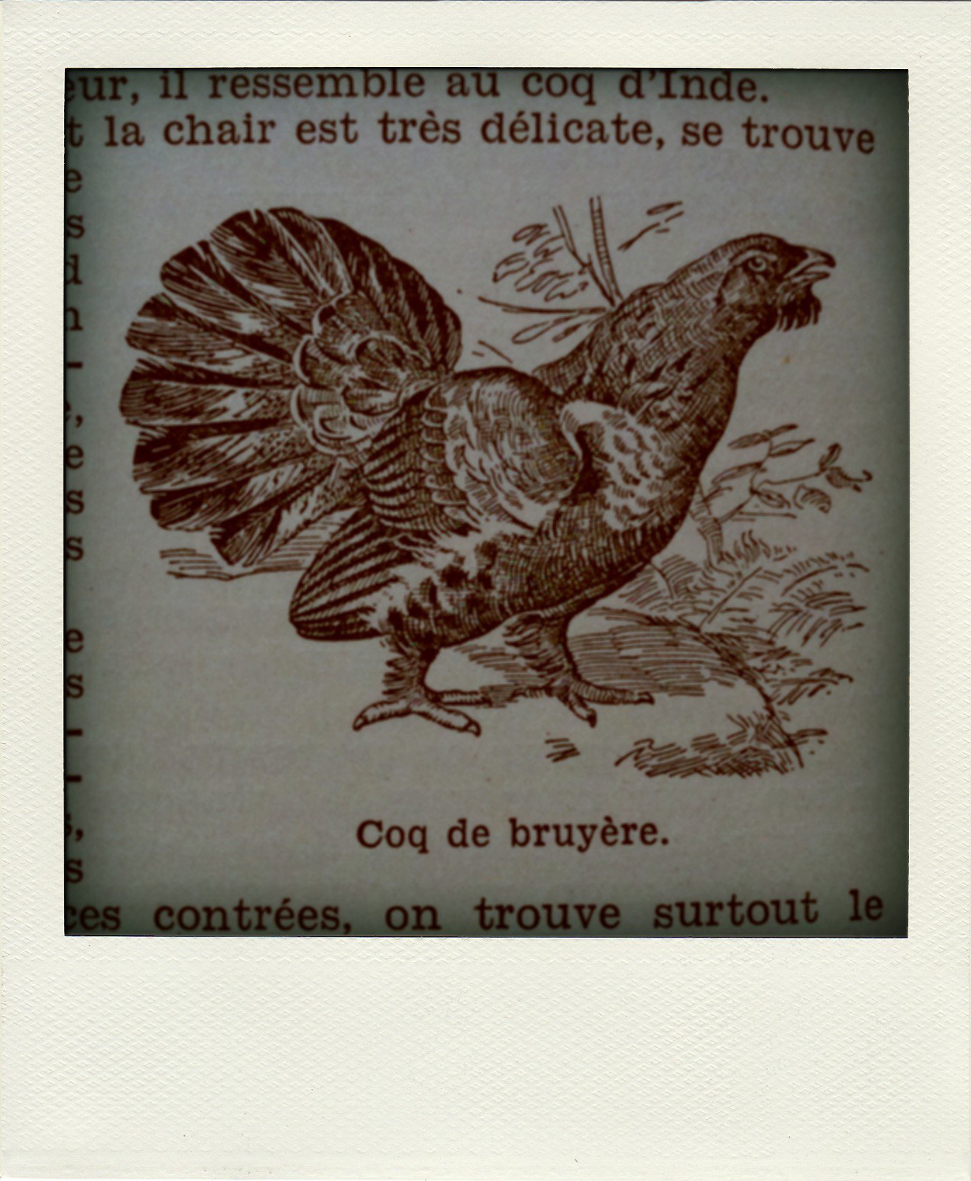 Le coq outlet meaning