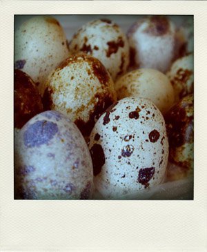 Quail eggs