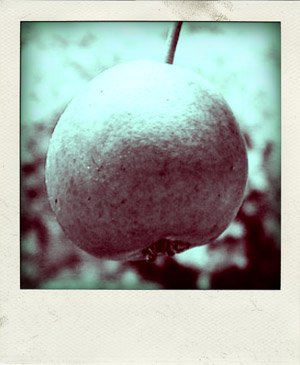 Poire