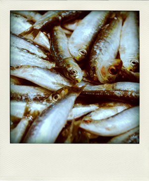 Sardines