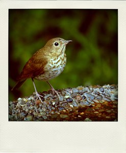 Thrush