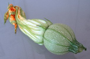 Fleur de Courgette