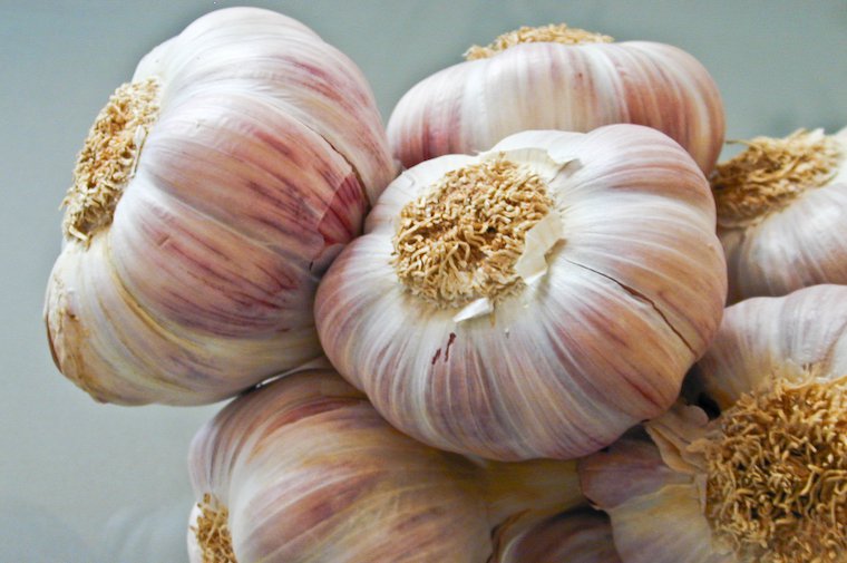 Pink Garlic from Lautrec