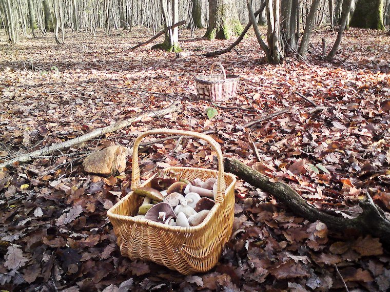 Picking mushrooms in the forest