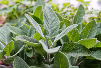 Fresh Sage Recipes