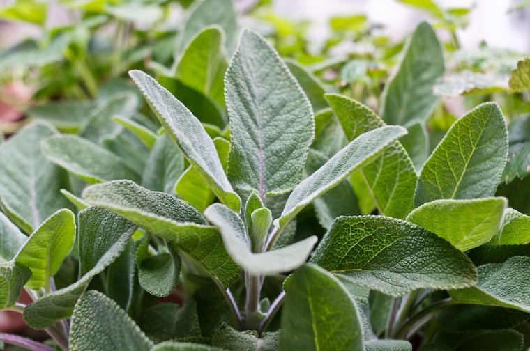 What is Sage?