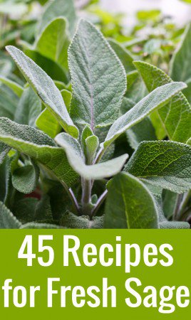 Got an overflow of sage in your garden and not sure what to do with it? Here are 45 inspired sage recipes, ideas, and tips.