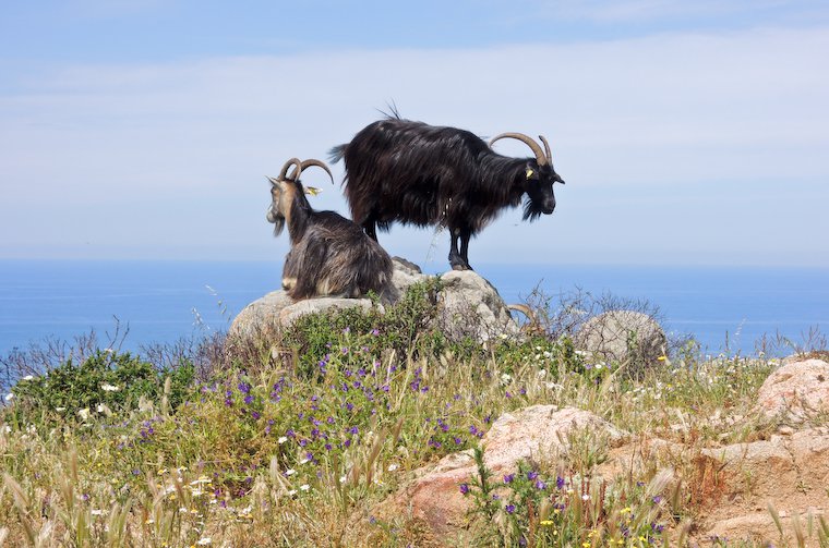 Goats in Corsica