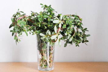 Purslane Recipes