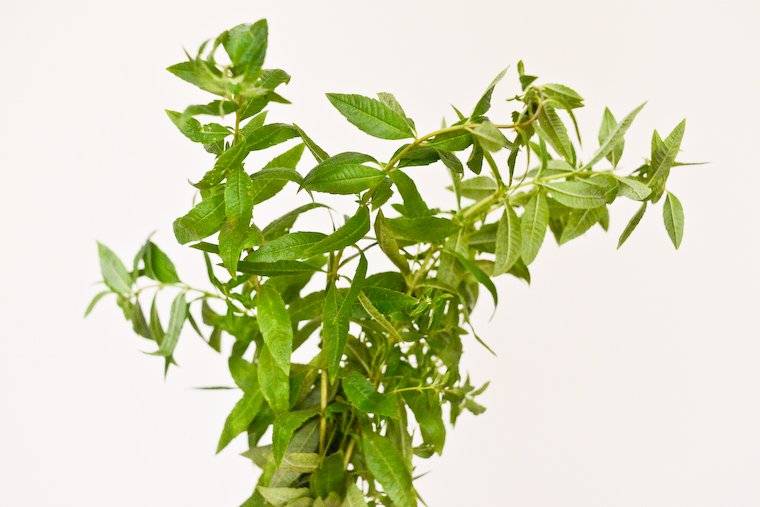 Lemon Verbena