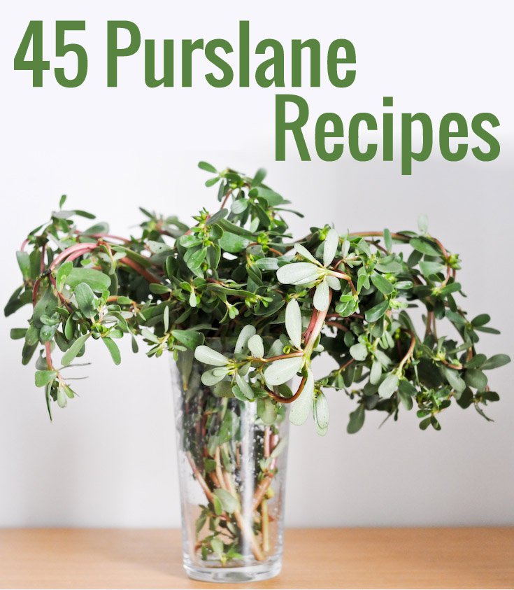 Purslane Recipes 45 Things To Do With Fresh Purslane Chocolate
