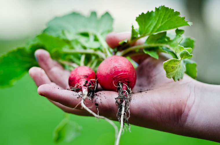 Freshly picked radishes