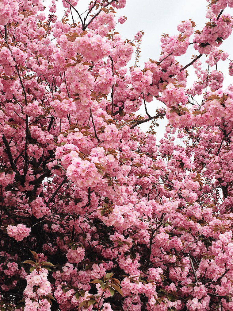 Cherry Blossoms at the Jardin des Plantes